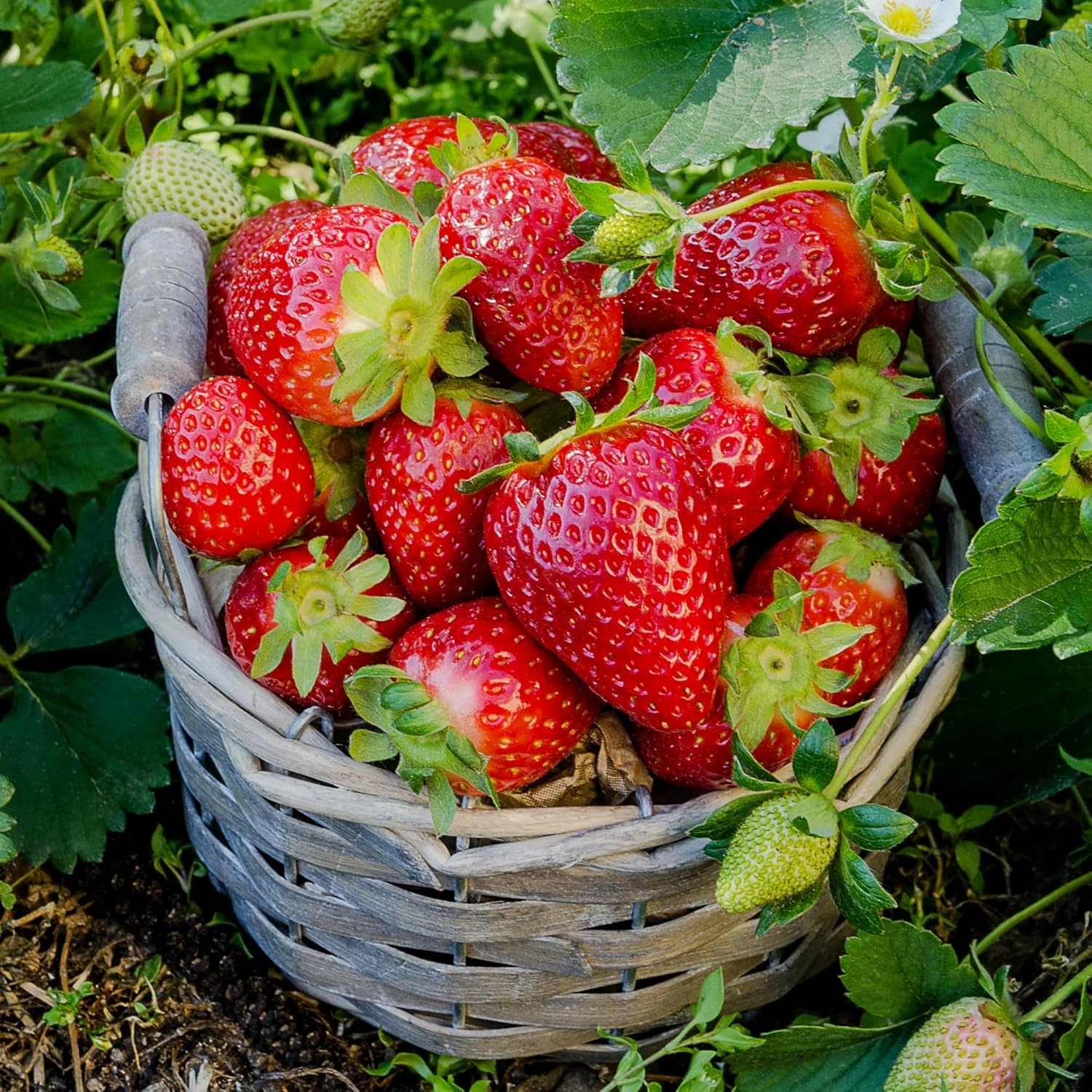 800+Pcs Strawberry Fruit Seeds for Planting Home Garden Outdoo