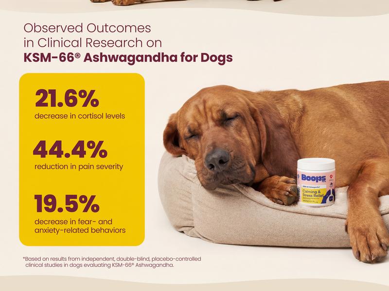 Boops Pets Calming Chews for Dogs – KSM-66 Ashwagandha, L-Theanine & Melatonin – Supports Relaxation & Calm Behavior – Great for Storms, Fireworks, Travel & Vet Visits – Turkey & Beef Flavor