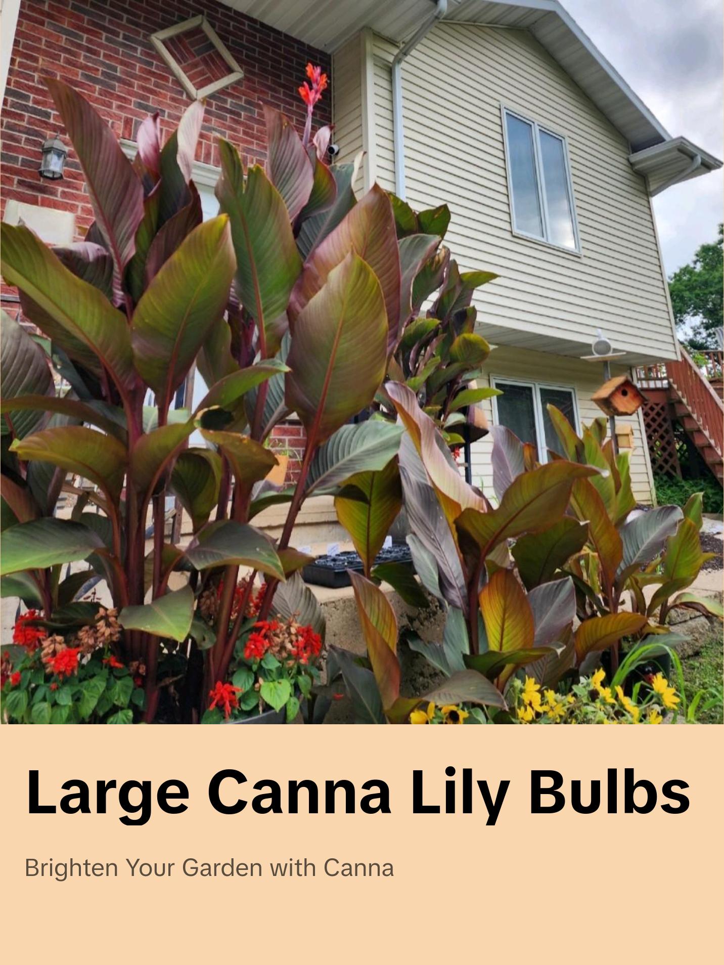 Canna Lily Large Bulbs