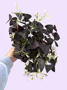 Purple Shamrock - Oxalis triangularis - Deep Purple Easy Care Houseplant - Purple Clover