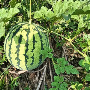 50 PCS Watermelon Seeds, Lazy Man's Watermelon, for Planting Heirloom and Non GMO , Seeded Watermelon, Nutritious, Can be Replanted Every Year,