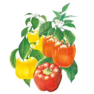 Sweet Bell Blend Sweet Pepper Seeds