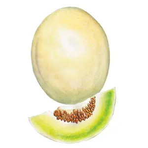 Sweet Delight Honeydew Melon Seeds Sweet Delight Honeydew Melon Seeds