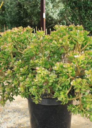 Botany Bay Jade Plant - Crassula ovata Botany Bay Botany Bay Jade Plant - Crassula ovata Botany Bay