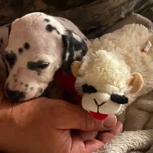 The rusty barn candle