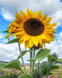 36Pcs Sunflower Seeds for Indoor Outdoor Planting Drought Tolerant Perennial Flowers Full Sun Open Pollinated Beautiful Home Garden Cultivation