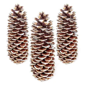 GS Foliage Large Pine Cones for Crafts, 9-12 Inch Extra Large Frosted Sugar Pinecones - Set of 3 Natural Pine Cones for Christmas Tree Ornaments, Vase Fillers, Rustic Home & Holiday Décor - Frosted