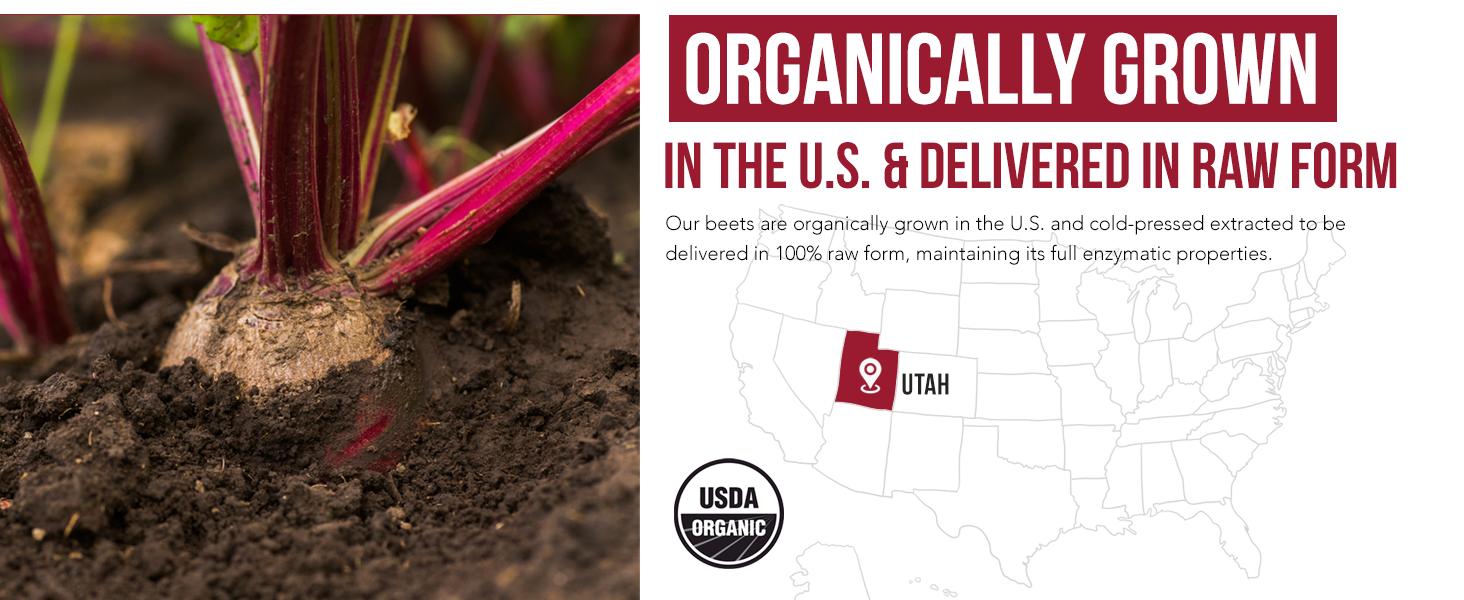 BioBeet Organic Beetroot Capsules - Max Strength 21:1 Concentrate - Enhanced Absorption with BioPerine -Energy Support Healthcare Dietary