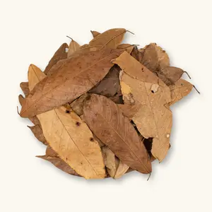 Natural Cacao Leaves (20c) by Betta Botanicals for Shrimp Tanks & Blackwater Aquariums