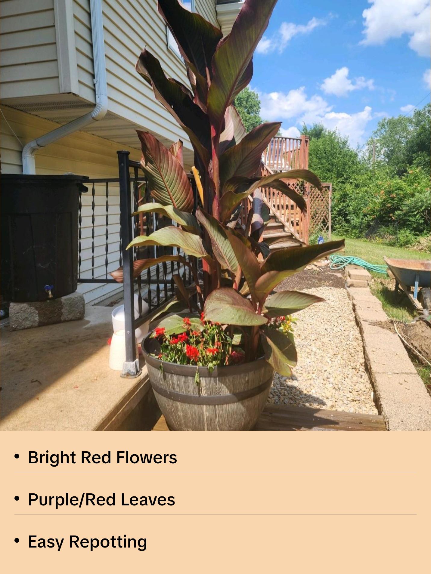 Canna Lily Large Bulbs