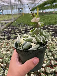 Variegated Rope Hoya Compacta – 4” Pot | Trailing Pet-Friendly Houseplant | Unique Holiday Gift Plant | Live Hoya Hindu Rope for Christmas