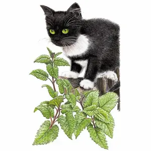 Catnip Seeds Catnip Seeds