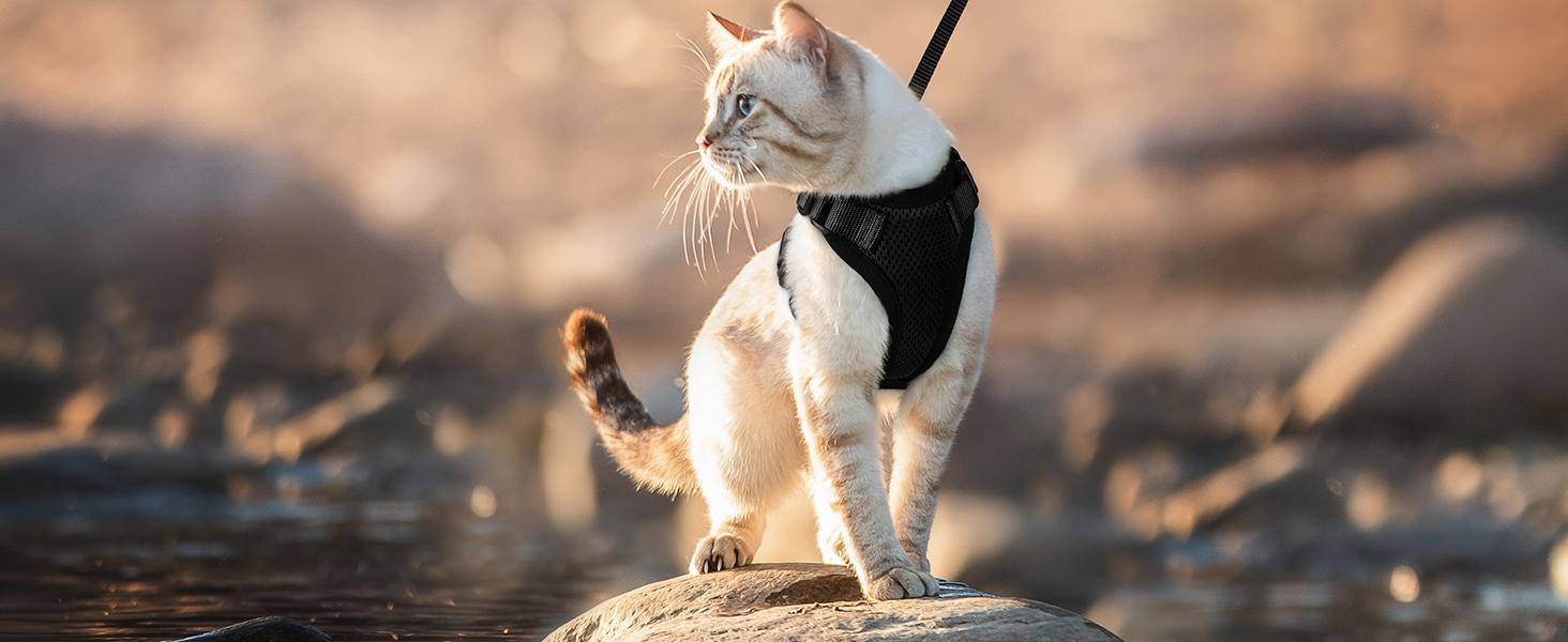 Escape Proof Cat Harness & Leash Set - Adjustable Soft Vest, Reflective Straps for Safe Outdoor Walking, Small to Large Cats Collars No Pull