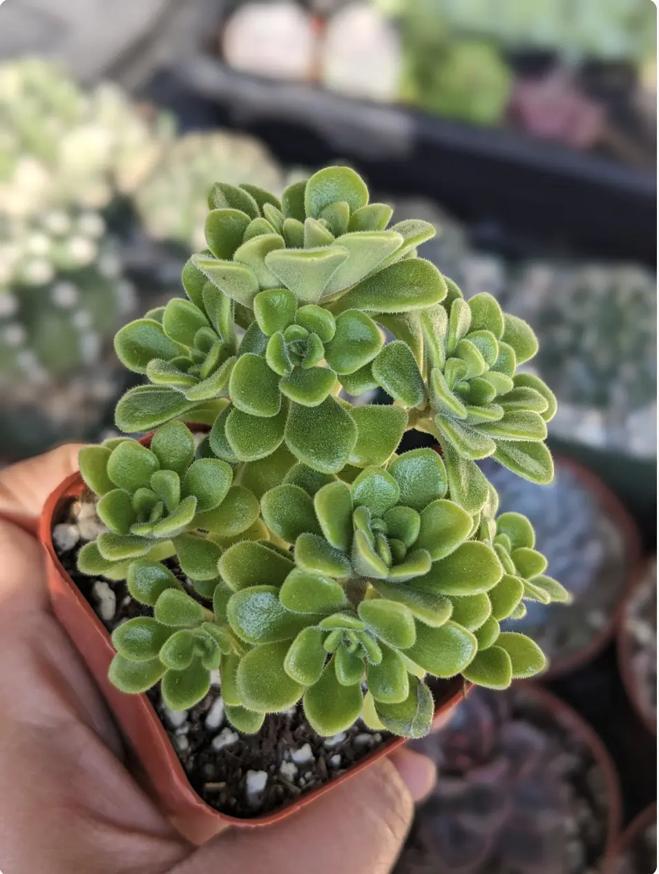 Aeonium Lindleyi Suncup Irish Bouquet Aeonium, Rare Rosette Succulent