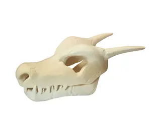 3D Printed Charizard Skull Replica – Bone-Like Gamer Decor