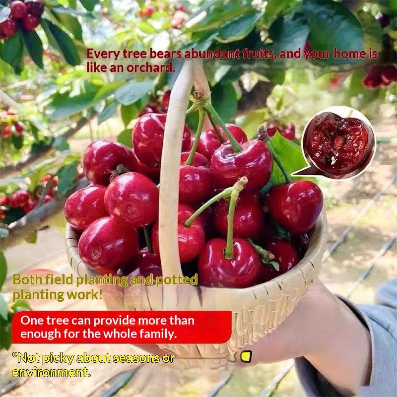 Black Cherry Seedlings, Ready-to-Plant for Home Garden