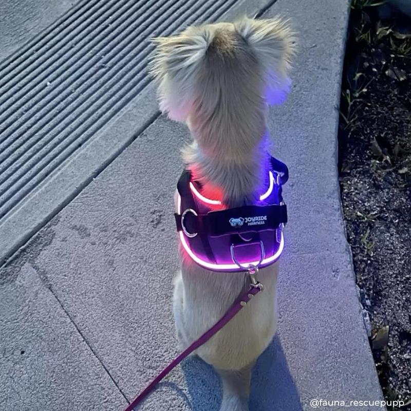 Joyride Harness 2.0 LED Light Up Dog Harness Night Safety With USB Charger Included - Ultra-Bright Rechargeable No-Pull Design with 13 Custom name tags included