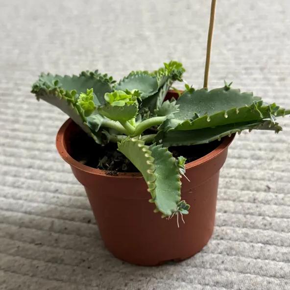 Green Kalanchoe Plant Mother of Thousands Plant Mexican Hat Succulent 4  Inch Pot - TikTok Shop