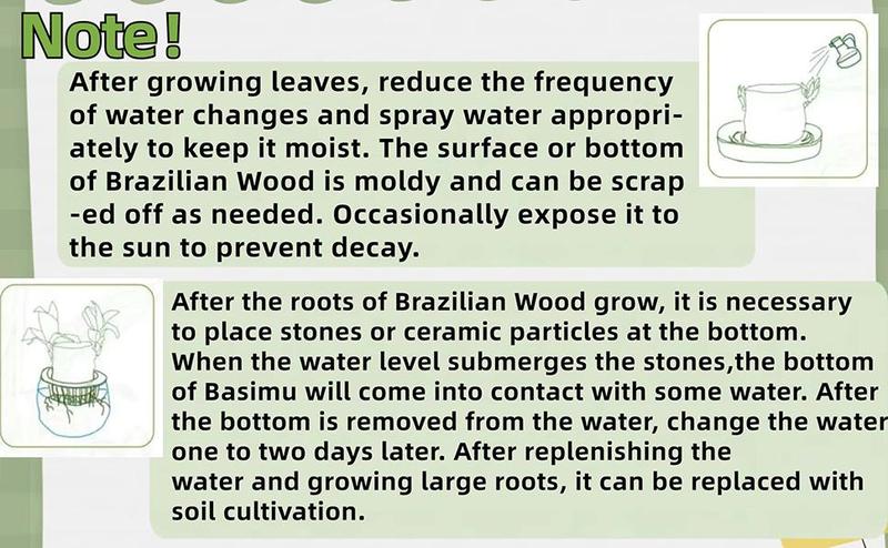 Brazilian lucky wood, 2026 New Lucky Brazilian Wood Potted Plant, Mini Brazil Wood Hydroponic Plant, Desktop Decoration with Plastic Tray