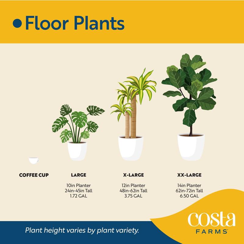 Grower's Choice Ficus Tree | large