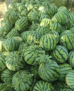 50 rare watermelon seeds, with thin skins and easy growth, are the first choice for beginners