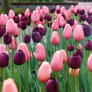 Pack of 200 Mixed Tulip Flower Seeds – Decorative Tulip Garden Seeds for Backyard Gardens, Patio Pots, Balcony Planters and Landscape Flower Borders – Seeds Only, Not Live Plants