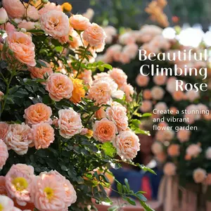 The freely climbing hydrangea suitable for garden planting, the fragrant and cold-resistant rose plant seeds for outdoor cultivation, with a wide variety of random colors