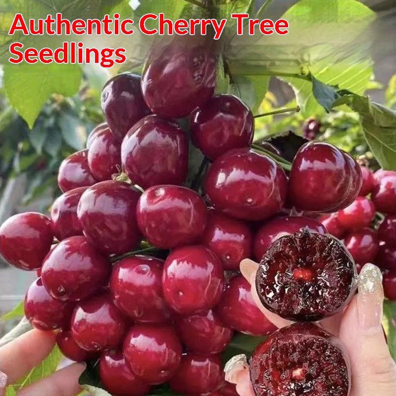 Premium Black Cherry Sapling - Sweet Cherry Tree for Home Garden, Beginner Friendly & Easy to Grow, Ready to Plant for All Gardeners