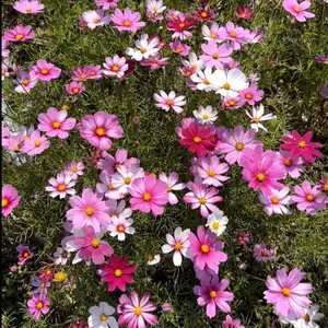 100 Cosmos Seeds for Backyard Gardens, Flower Beds & Pollinator-Friendly Spaces