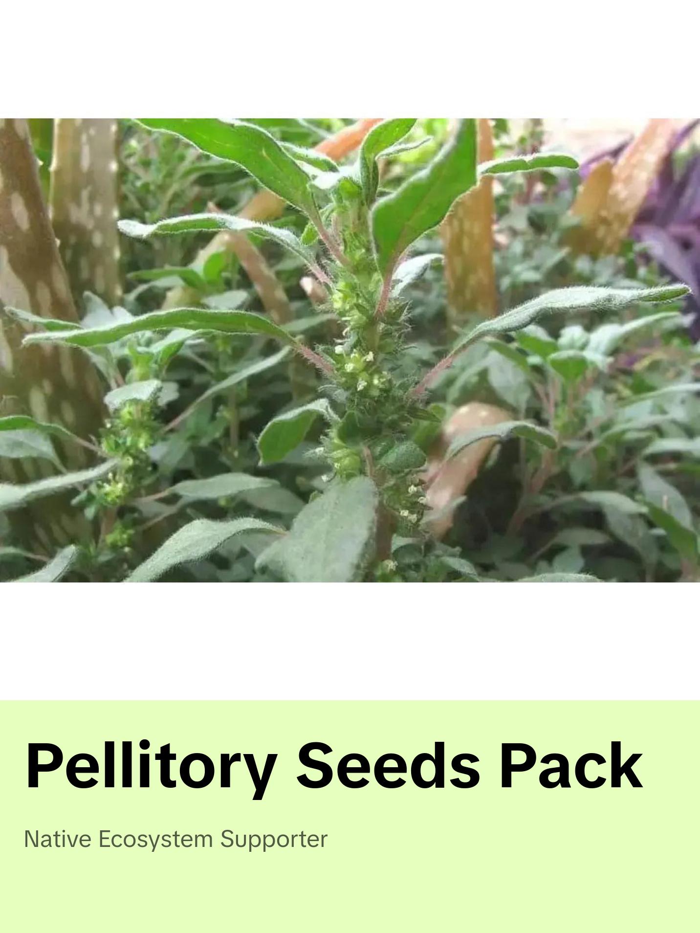 Pennsylvania Pellitory Native Shade Wildflower Woodland Seeds 4 Pack x 100 Seeds Parietaria pensylvanica Hardy