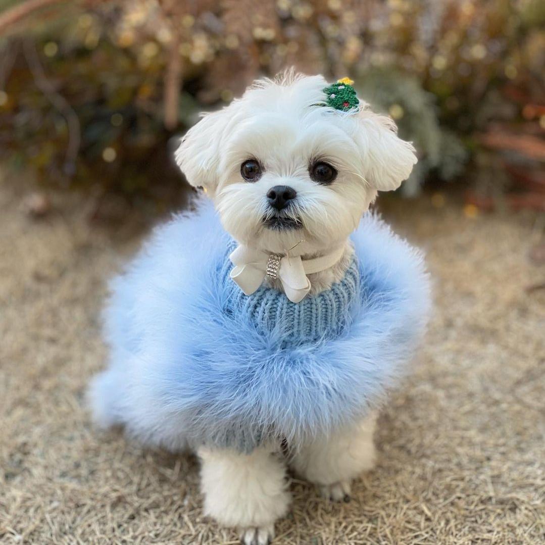 Haute Couture Feathered Luxury Pet Sweater Winter Warm Soft Fluffy Coat for Small Medium Dogs & Cats in Blue and Pink Size S M L XL