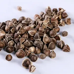 Moringa Seeds 50 Count Pack – Moringa Oleifera Tree Seeds for Backyard Garden Planting, Patio Containers, Balcony Planters and Outdoor Garden Beds – Seeds Only, Not Live Plants