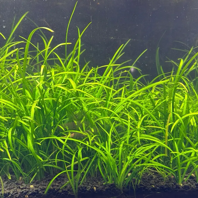 Jungle Vallisneria Live Aquarium Plant, Rooted, Pest-Free, Freshwater
