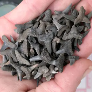50 gram bag of A-grade shark teeth mixed species 2 cm or less