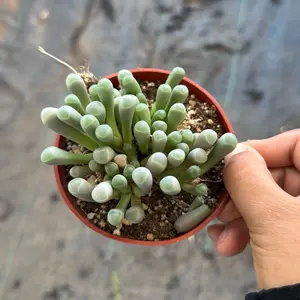 Baby Toes Succulent Plant 4 inch pot