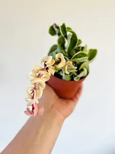 Hoya Compacta ‘Outer Variegated’ - 4" Pot