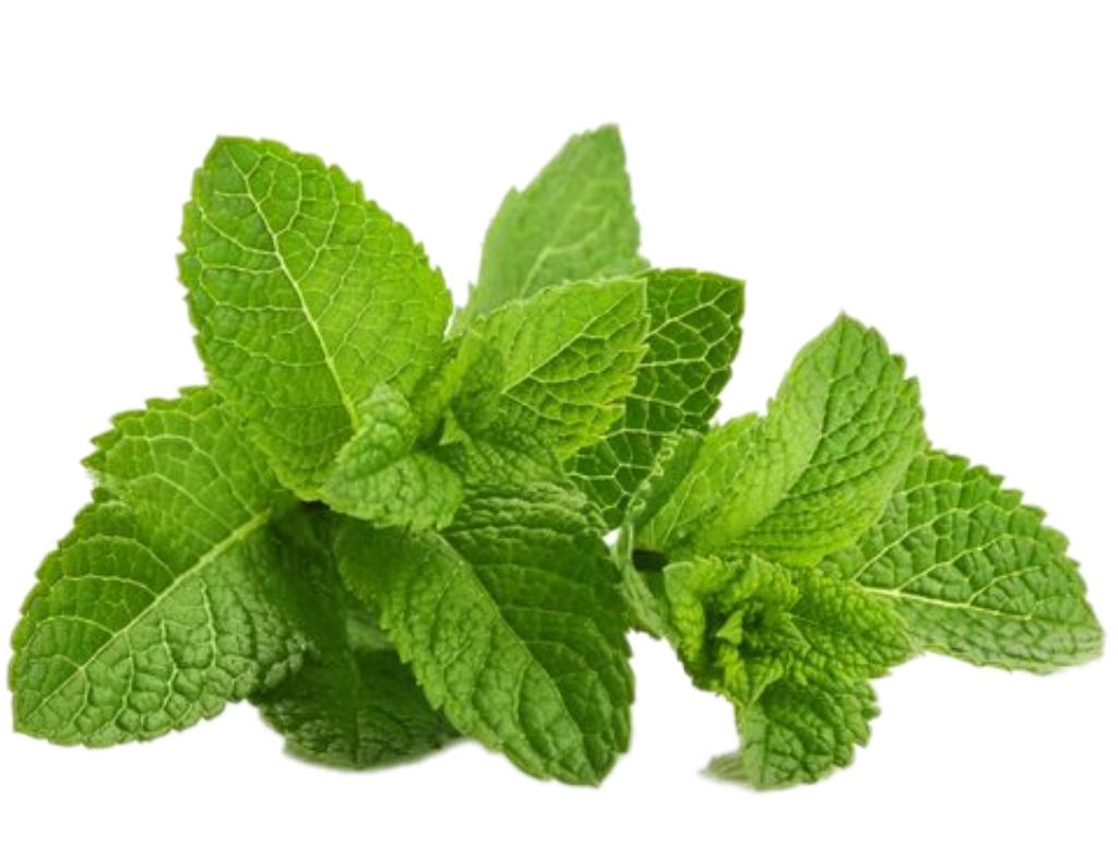 Agapē Protect - Organic Liquid Elderberry Tincture Immune Support Dietary Supplement for Immunity, Wellness & Healthcare