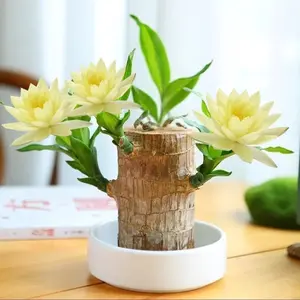 Mini Brazil Wood Decorative Plant with Mystery Toy and White Dish – Small Brazil Wood Desk Ornament for Home Decor, Office Desk Display and Indoor Tabletop Styling