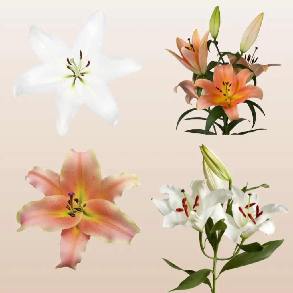 White and Peach Fresh Oriental Lilies - 30 Stems Pack - 8 Days Vase Life - 10 Stems Per Bunch - Classic Look for Any Style