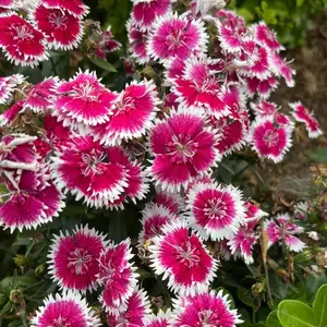 300 Mixed Dianthus Seeds for Planting, Non-GMO Colorful Carnation Flower Seeds, Easy to Grow Garden Flower Seeds, Suitable for Indoor Outdoor Planting, Seeds Only Not Live Plants