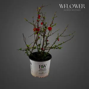 Red Flowering Quince Plant (Potted)