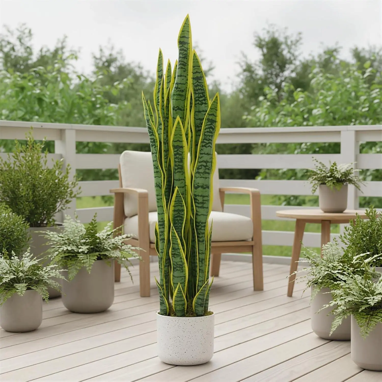 zz plant care indoor ZZ Plant, Buy Zamioculcas Zamiifolia Live Indoor Houseplant Online