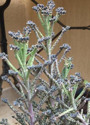 Mother of Millions 'Kalanchoe delagoensis'