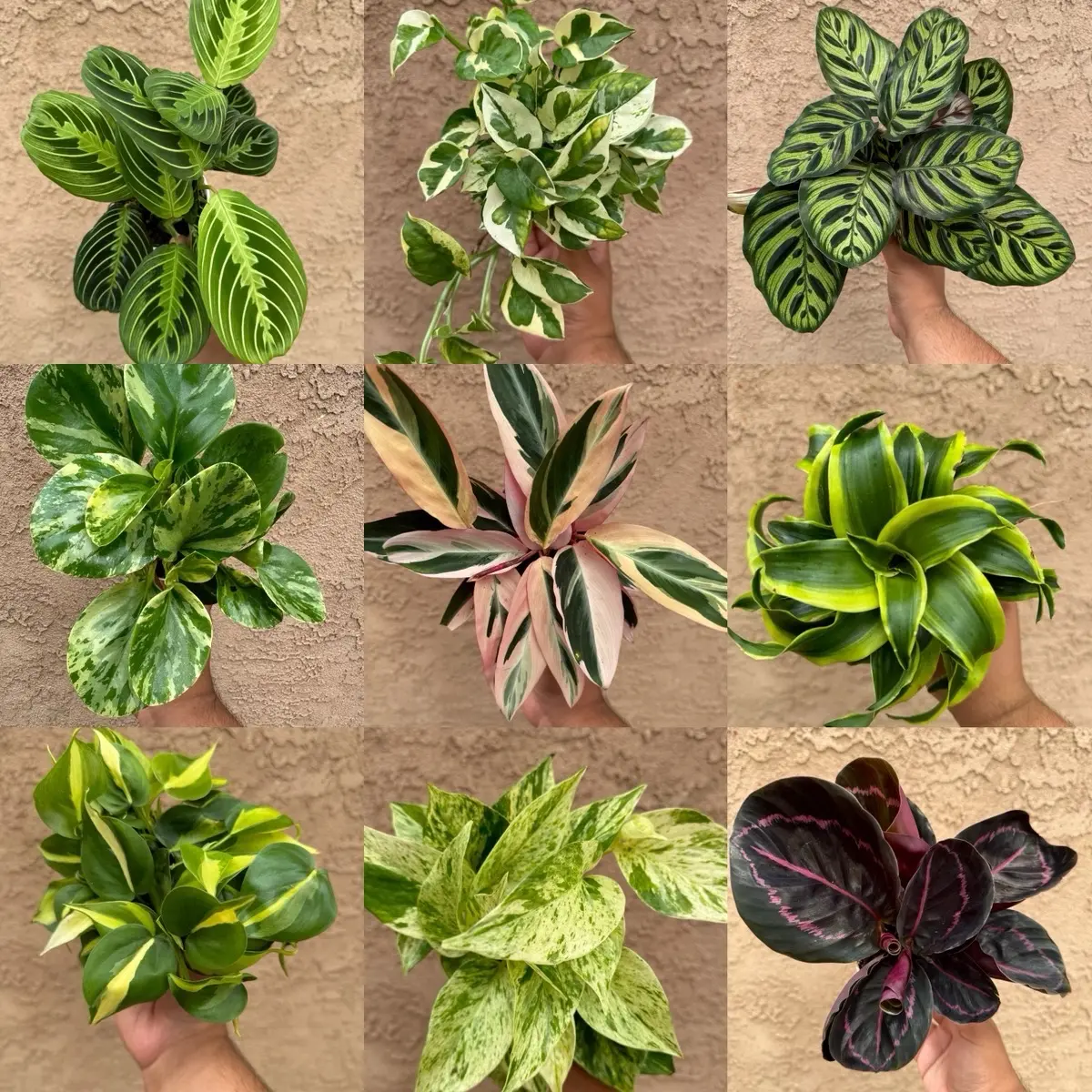 House Plant Bundle Box 4 Plants