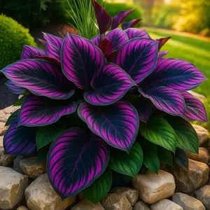 1000 pcs Hosta Seeds – Easy-Care Perennials for Shaded Home Gardens