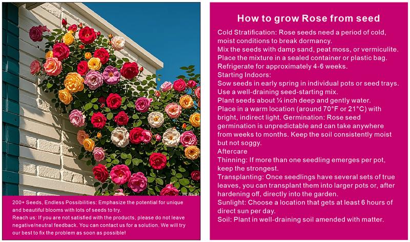 200+ Rose Seeds Easy to Grow Indoors and Outdoors | Perfect Gift for Plant Lovers | Create Your Dream Garden