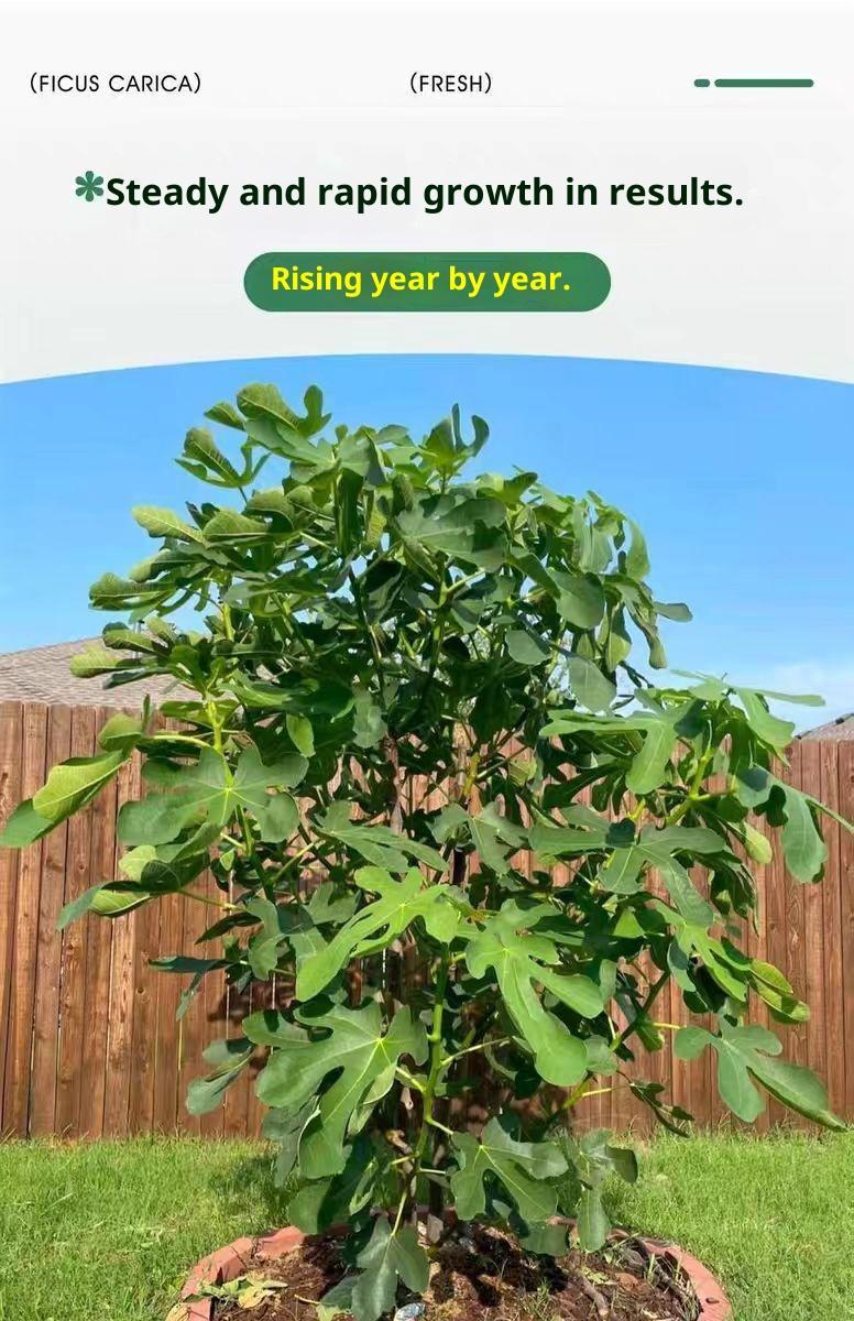 Heirloom Non-GMO Fig Tree Live Plant Starter – Hardy Perennial Fig Fruit Tree for Outdoor Garden, Backyard Orchard, Patio & Home Yard Planting Heirloom Non-GMO Fig Tree Live Plant Starter – Hardy Perennial Fig Fruit Tree for Outdoor Garden, Backyard Orchard, Patio & Home Yard Planting