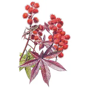 Impala Castor Bean Seeds Impala Castor Bean Seeds