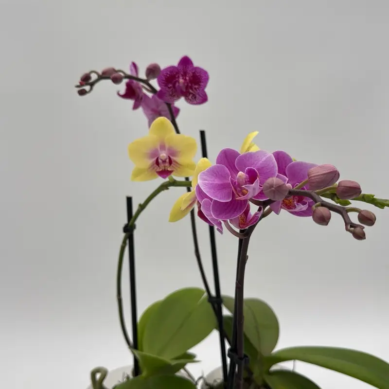 Blooming Orchid  Blooming Size Assorted Plant for Home Garden Easy Care Indoor & Outdoor Decor