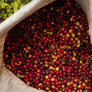 Bored Trading Cafe House Coffee Blend